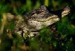 Picture of a young alligator.